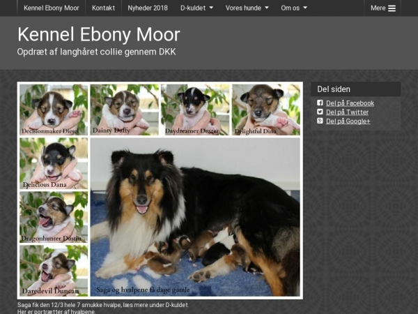 jolicoeur-collie.dk