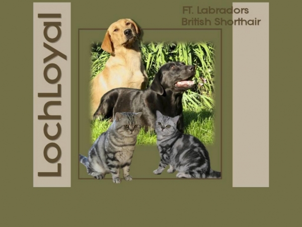lochloyal.dk